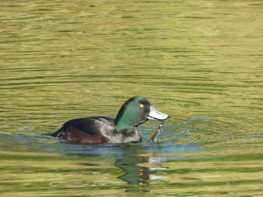 新西兰潜鸭(Aythya novaeseelandiae)