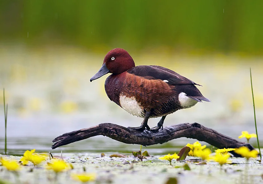 白眼潜鸭(Aythya nyroca)