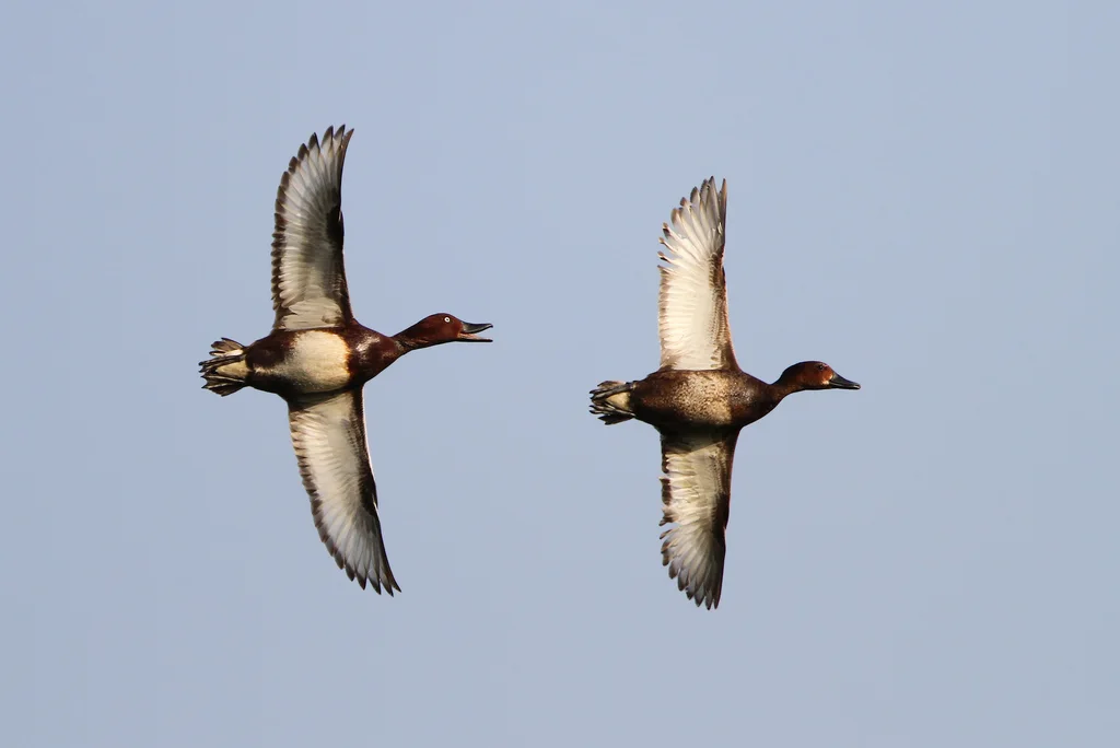 白眼潜鸭(Aythya nyroca)