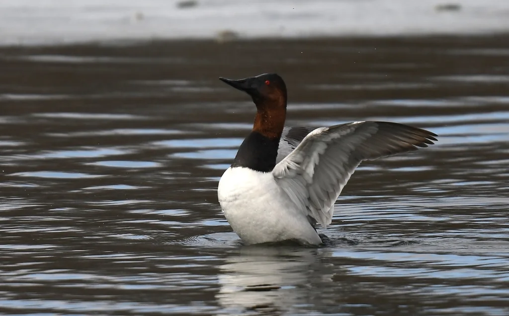 帆背潜鸭(Aythya valisineria)