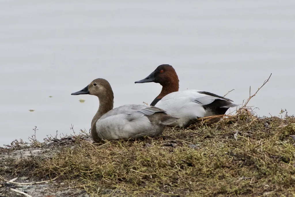 帆背潜鸭(Aythya valisineria)