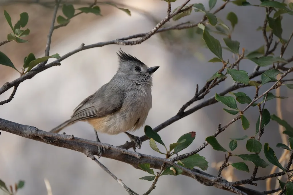 黑冠凤头山雀(Baeolophus atricristatus)