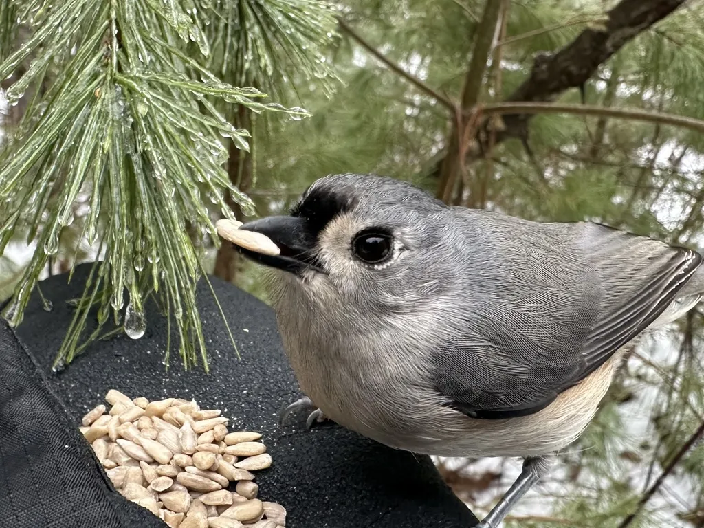 美洲凤头山雀(Baeolophus bicolor)