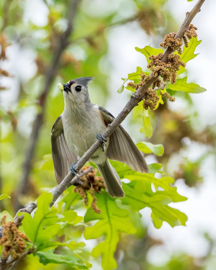 美洲凤头山雀(Baeolophus bicolor)
