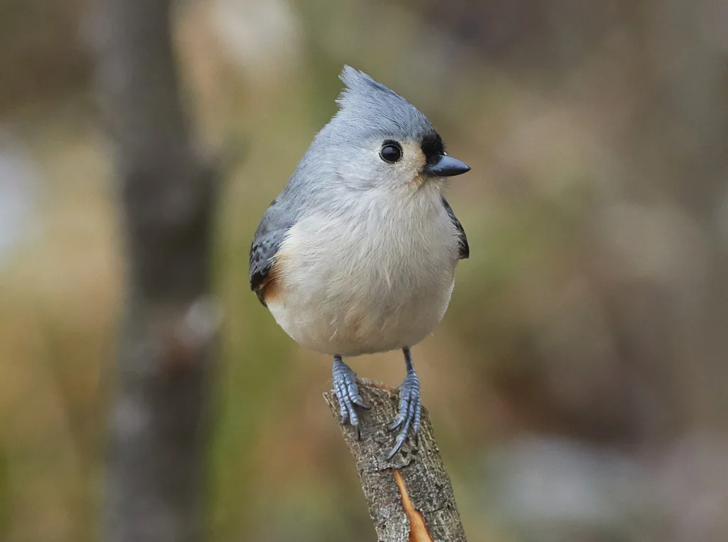 美洲凤头山雀(Baeolophus bicolor)