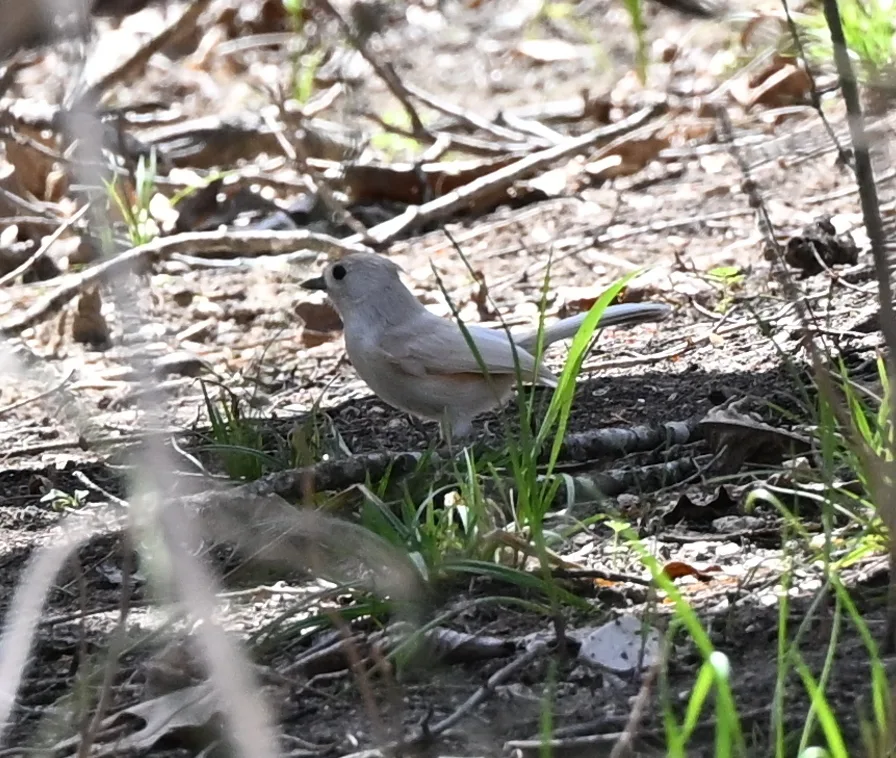 美洲凤头山雀(Baeolophus bicolor)