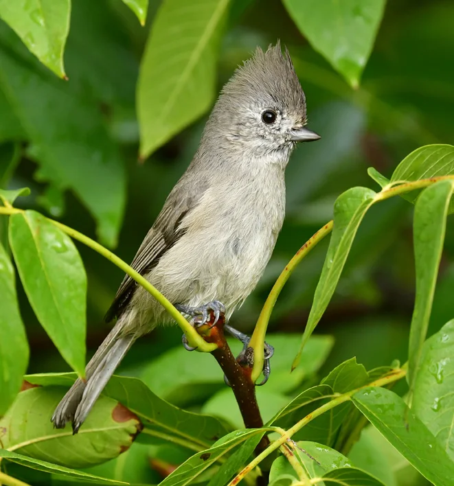 纯色冠山雀(Baeolophus inornatus)