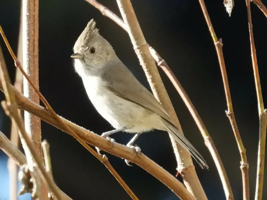 纯色冠山雀(Baeolophus inornatus)