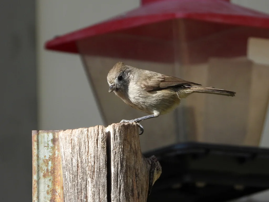 纯色冠山雀(Baeolophus inornatus)