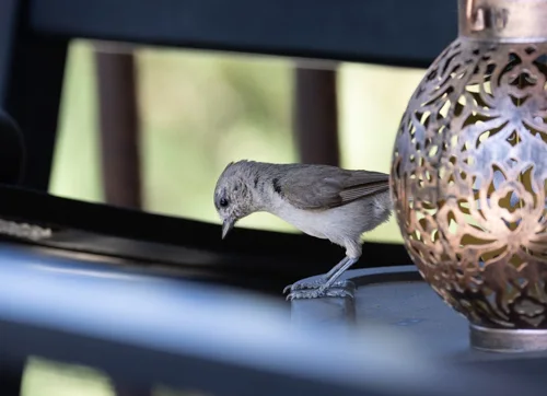 纯色冠山雀(Baeolophus inornatus)