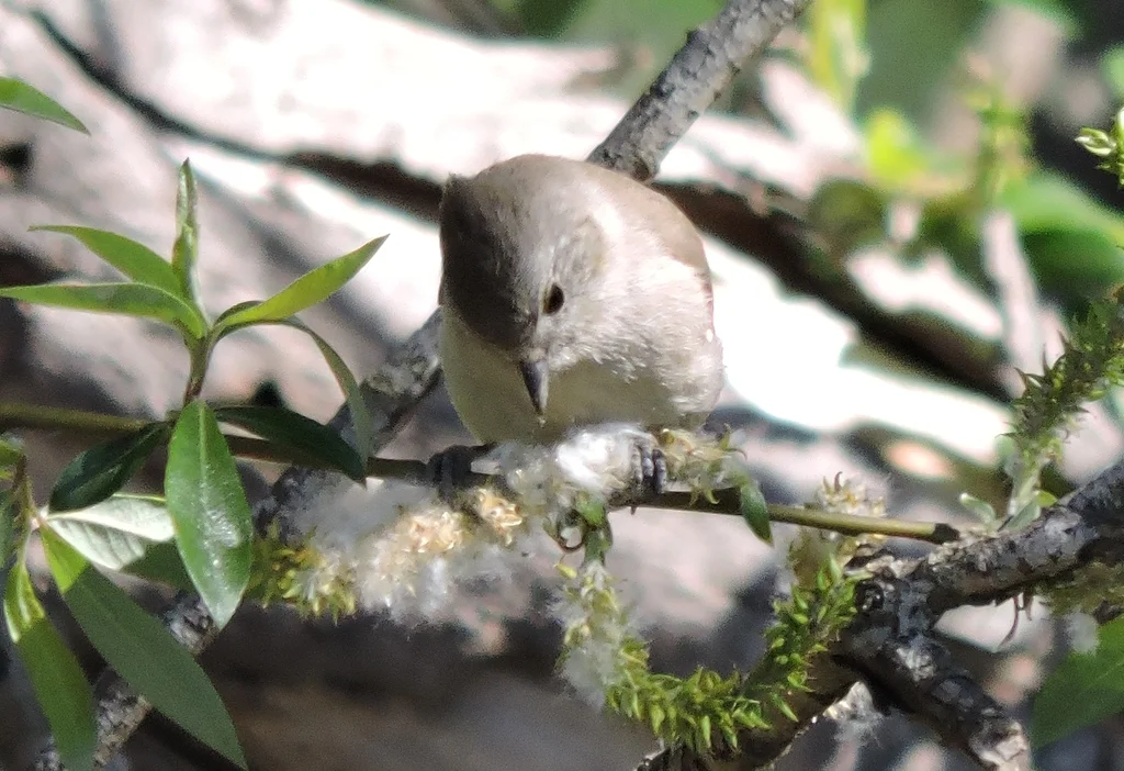 纯色冠山雀(Baeolophus inornatus)
