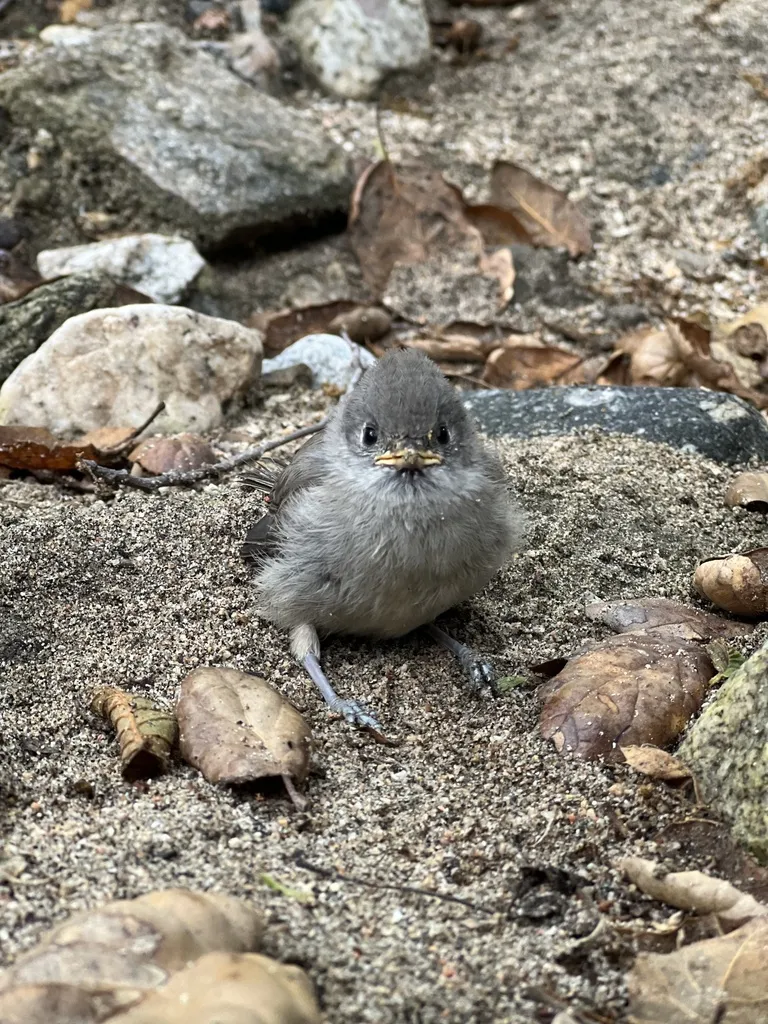 纯色冠山雀(Baeolophus inornatus)