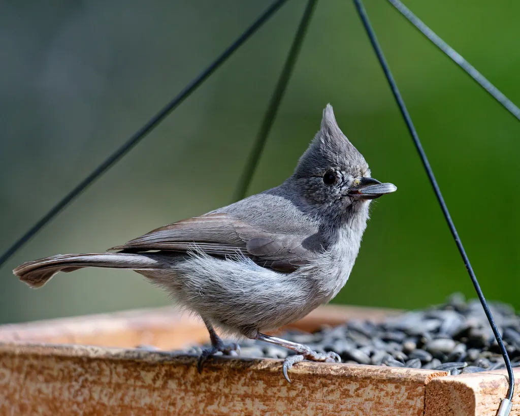 林山雀(Baeolophus ridgwayi)