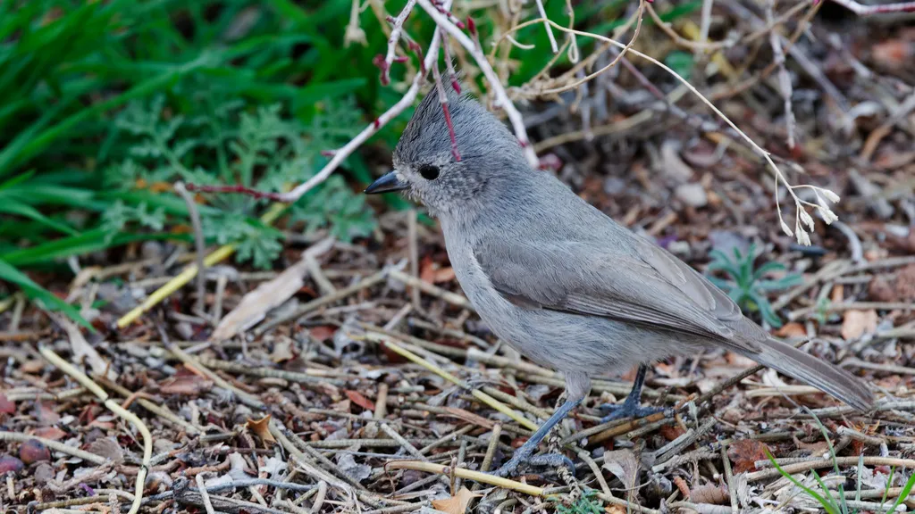 林山雀(Baeolophus ridgwayi)