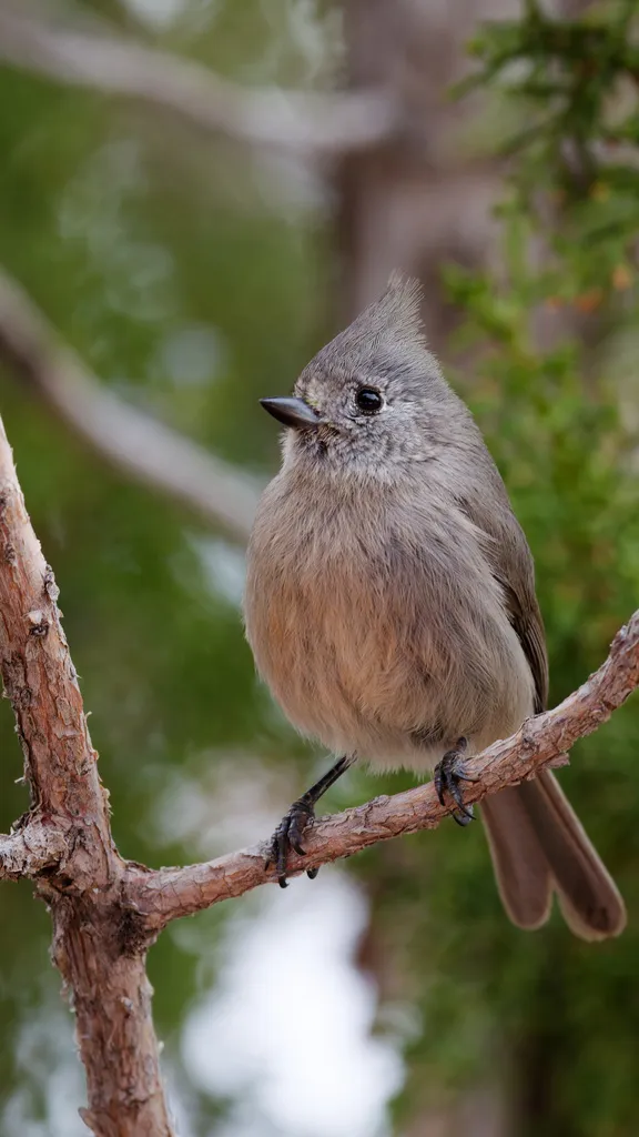 林山雀(Baeolophus ridgwayi)