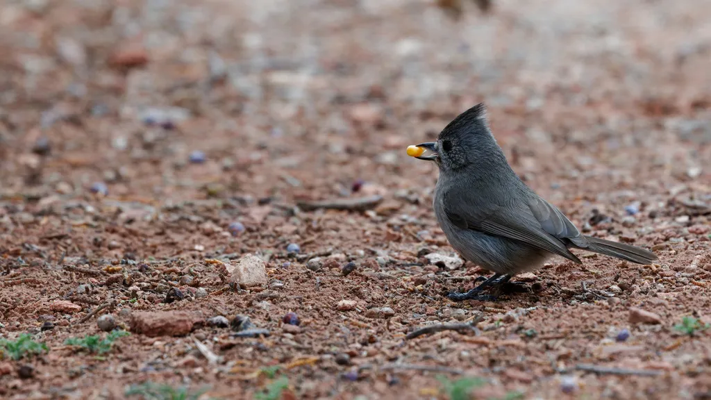 林山雀(Baeolophus ridgwayi)