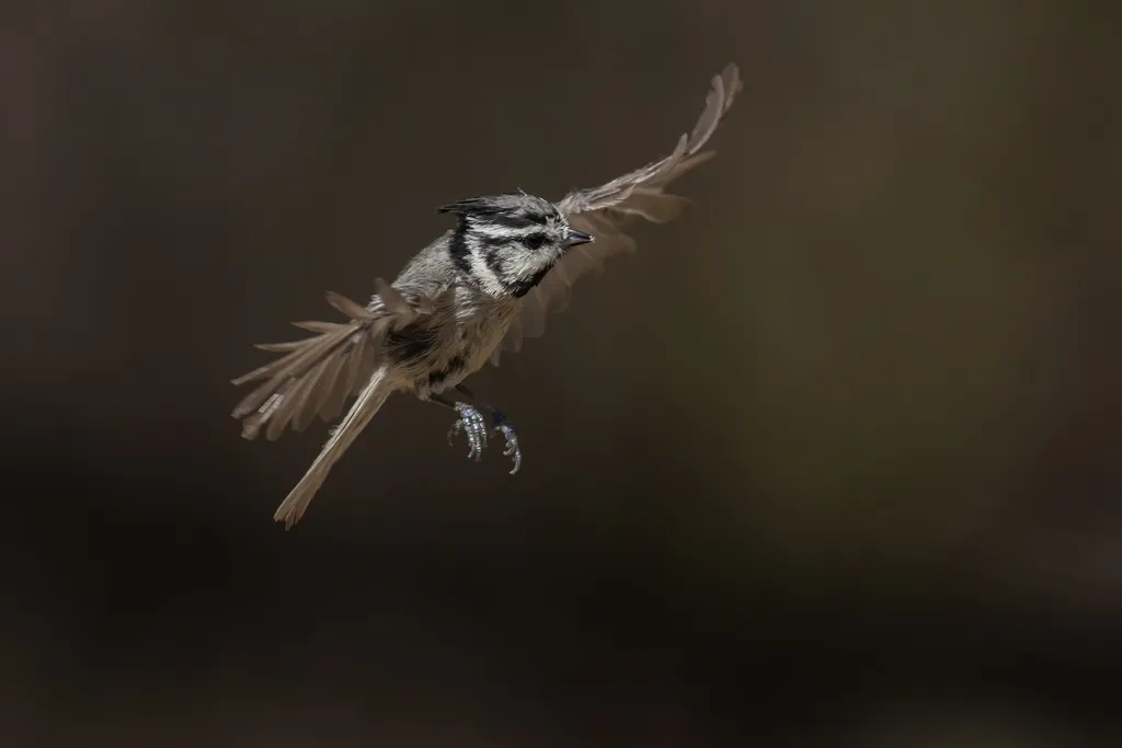 白眉冠山雀(Baeolophus wollweberi)