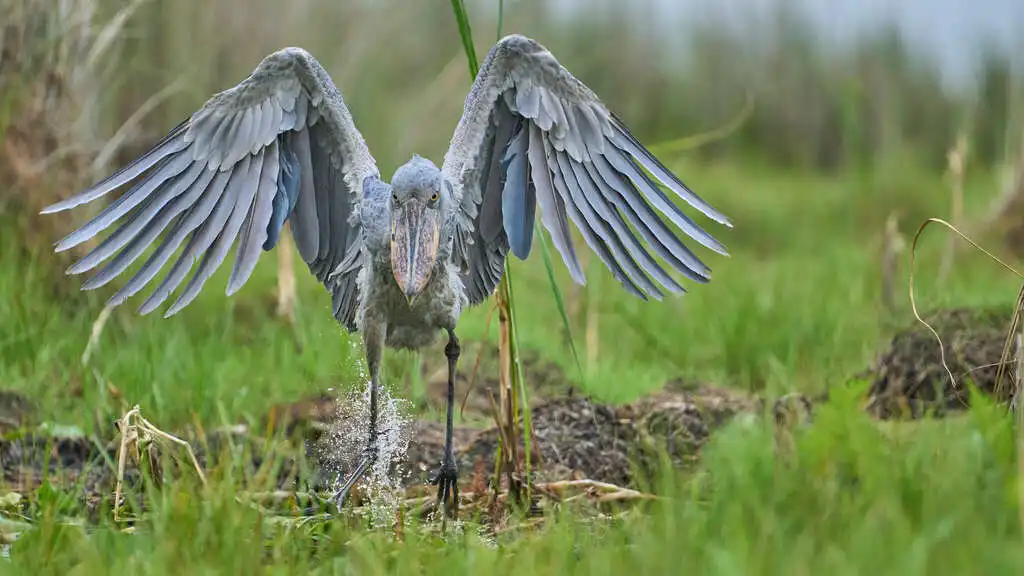 鲸头鹳(Balaeniceps rex)