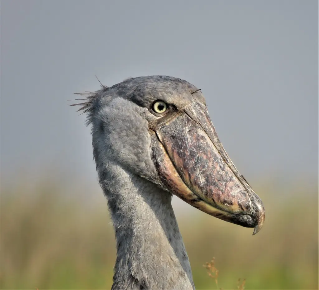 鲸头鹳(Balaeniceps rex)
