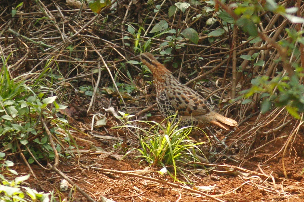 棕胸竹鸡(Bambusicola fytchii)