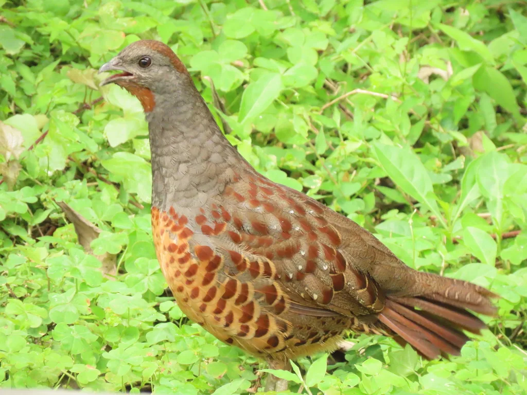 台湾竹鸡(Bambusicola sonorivox)