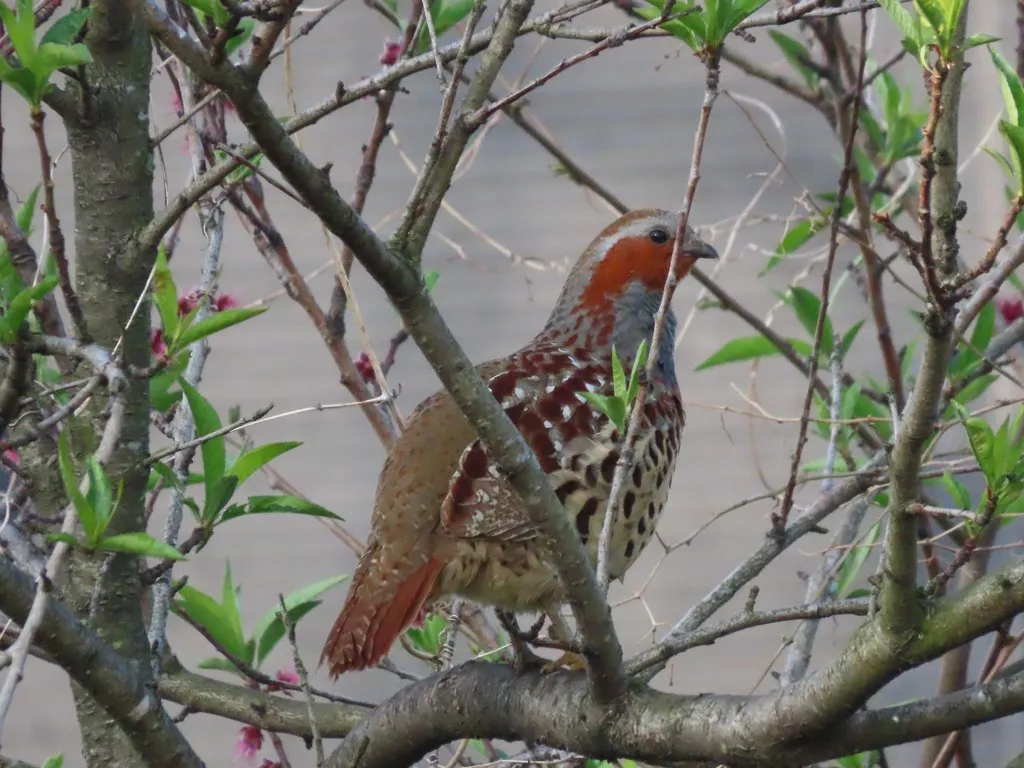 灰胸竹鸡(Bambusicola thoracicus)