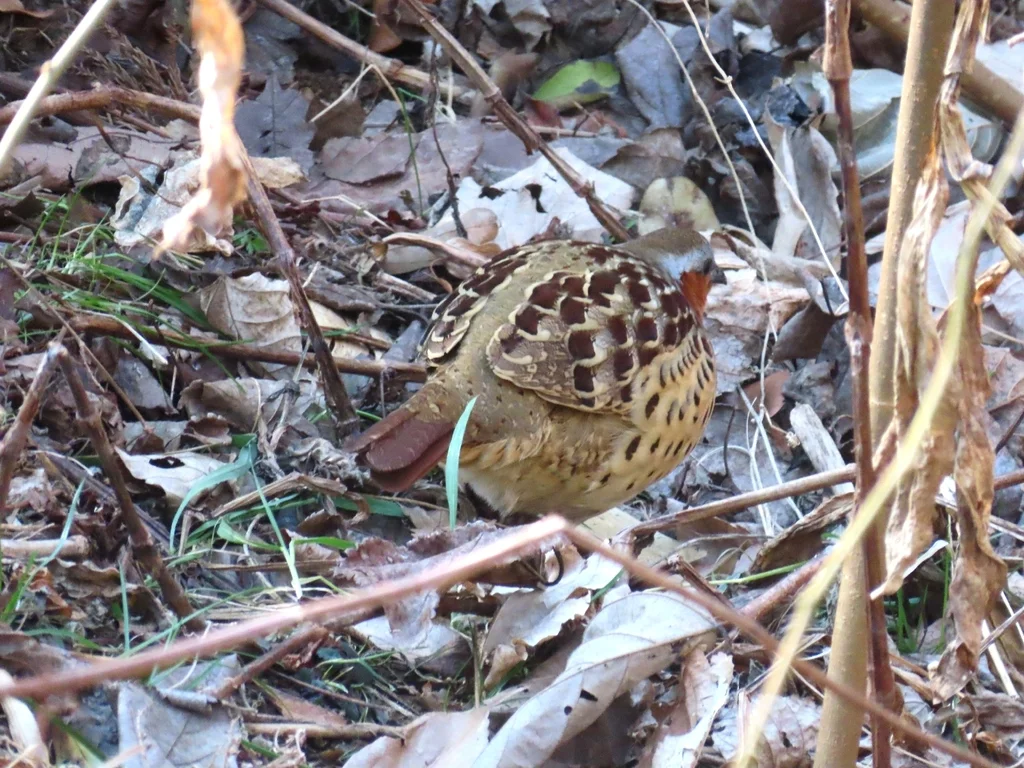 灰胸竹鸡(Bambusicola thoracicus)