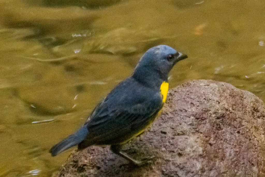 蓝黄唐纳雀(Bangsia arcaei)