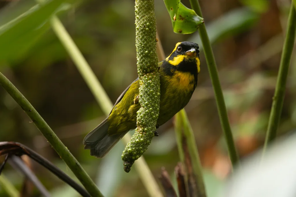 金环唐纳雀(Bangsia aureocincta)