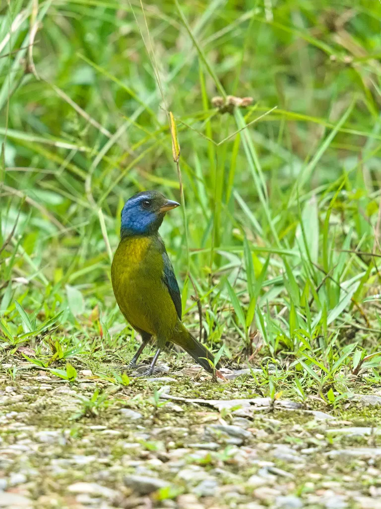 苔背唐纳雀(Bangsia edwardsi)