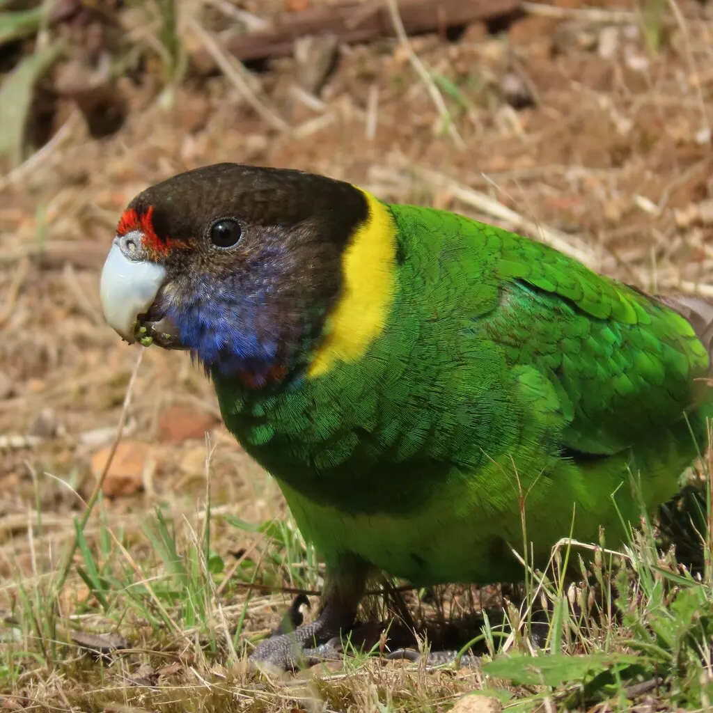 黑头环颈鹦鹉(Barnardius zonarius)