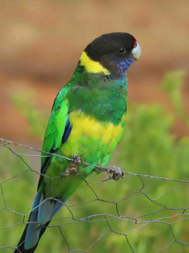 黑头环颈鹦鹉(Barnardius zonarius)