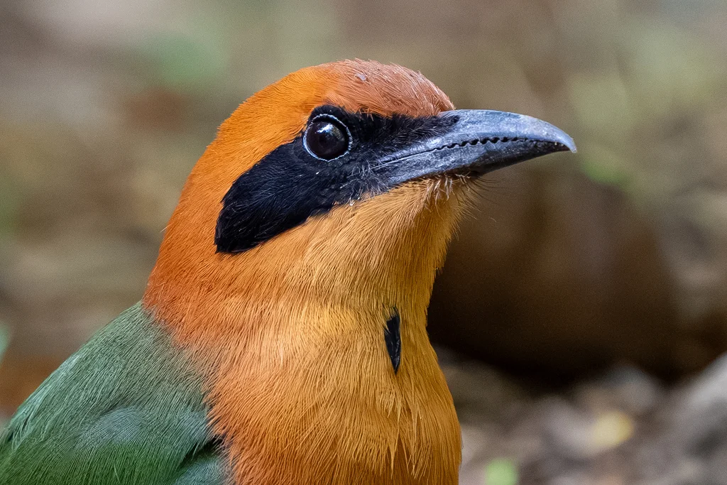 棕翠鴗（Baryphthengus martii）