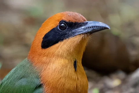 棕翠鴗