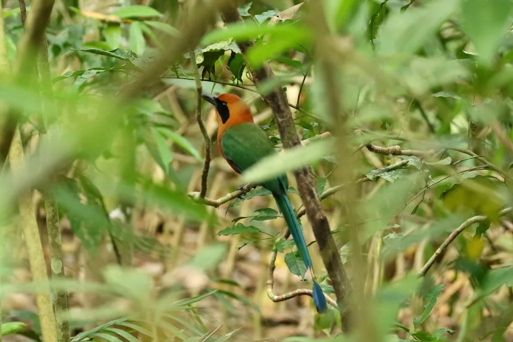 棕翠鴗（Baryphthengus martii）