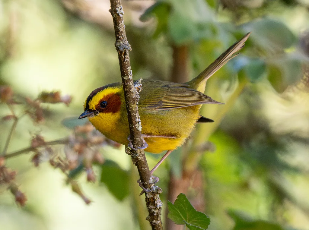 金眉王森莺(Basileuterus belli)