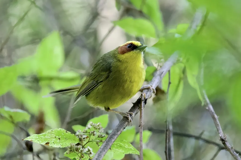 金眉王森莺(Basileuterus belli)
