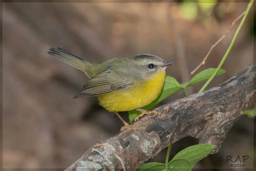金冠王森莺(Basileuterus culicivorus)