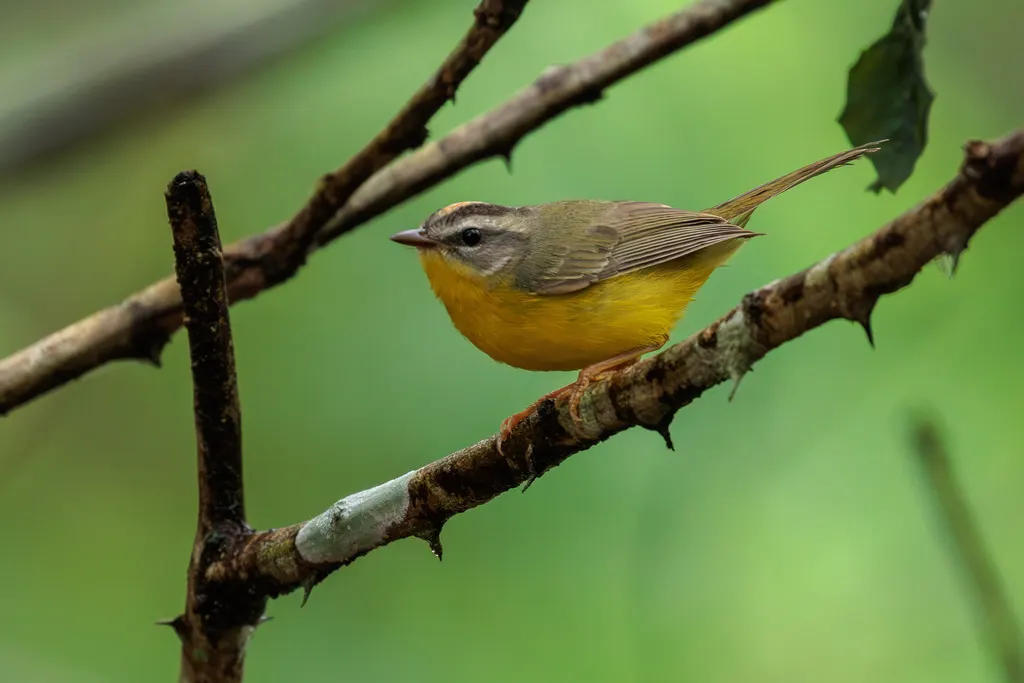 金冠王森莺(Basileuterus culicivorus)
