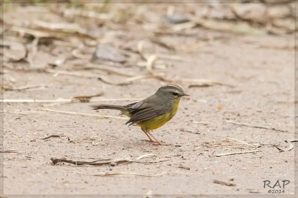 金冠王森莺(Basileuterus culicivorus)