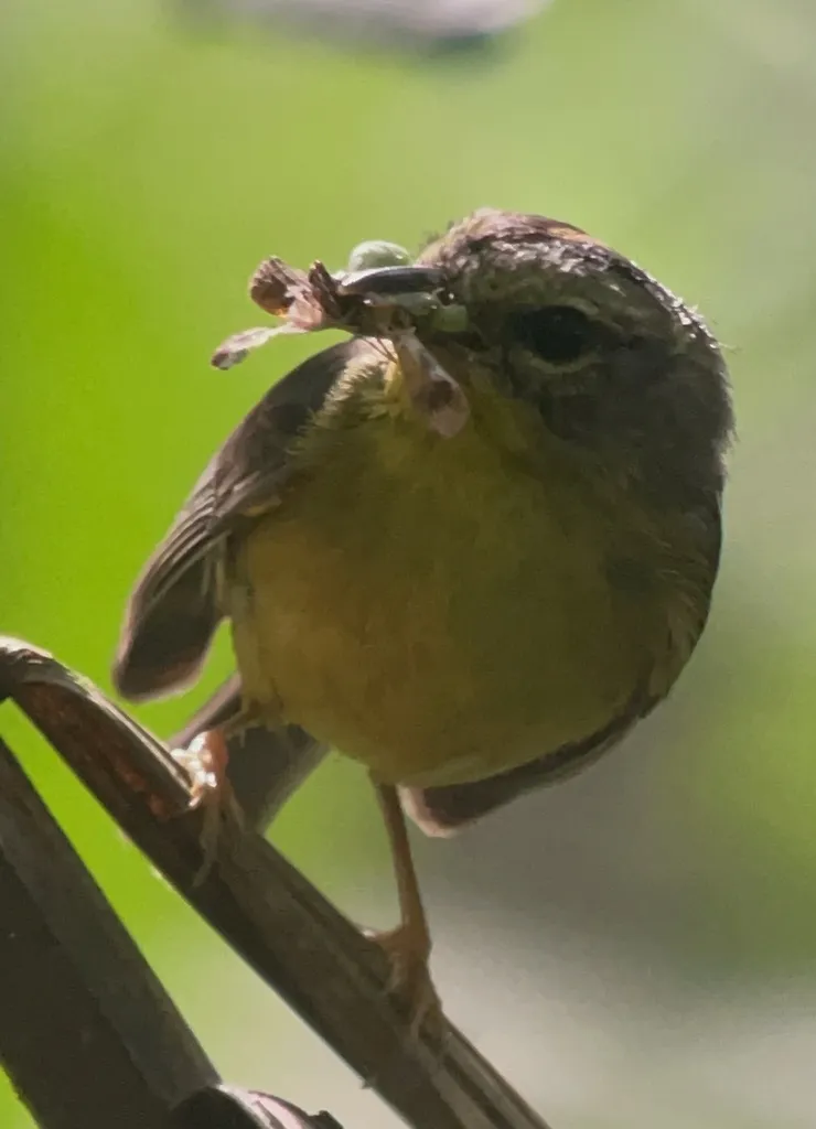 金冠王森莺(Basileuterus culicivorus)