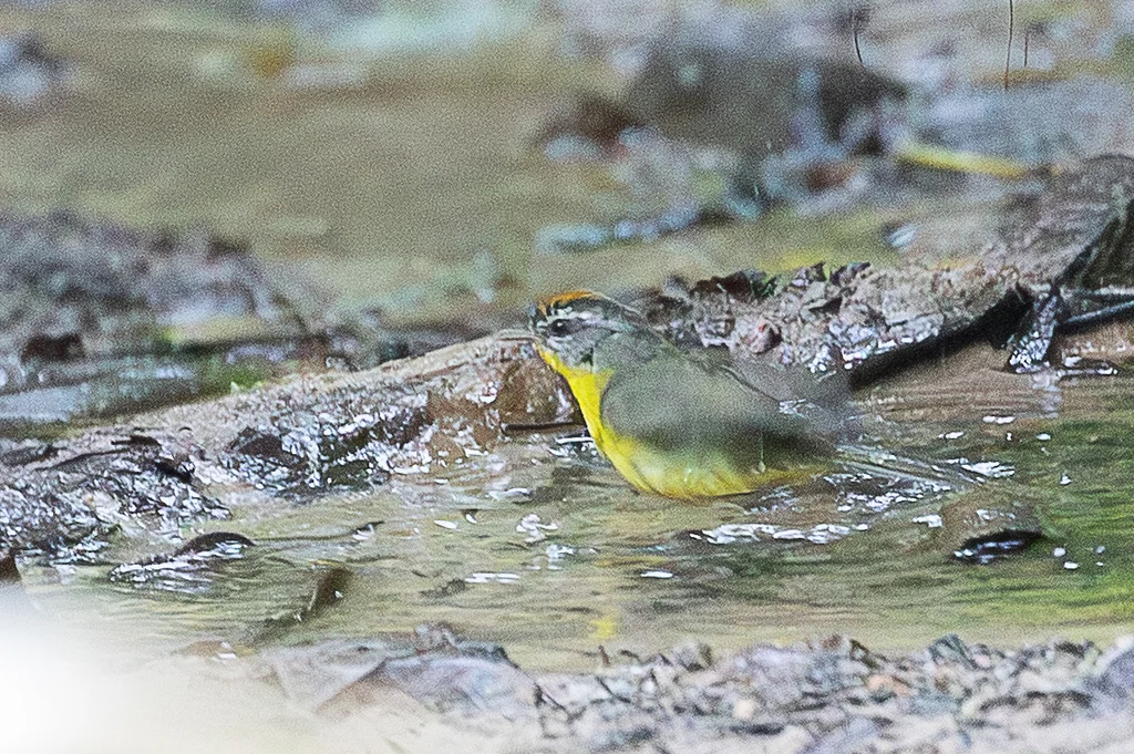 金冠王森莺(Basileuterus culicivorus)