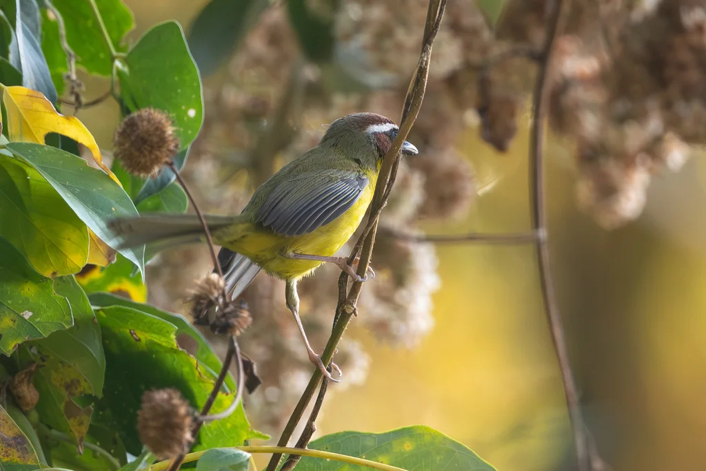 栗顶王森莺(Basileuterus delattrii)