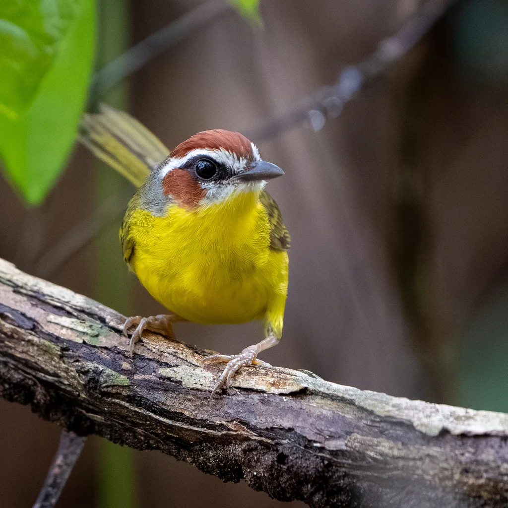栗顶王森莺(Basileuterus delattrii)