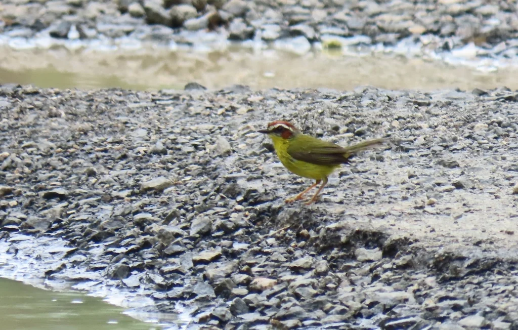 栗顶王森莺(Basileuterus delattrii)