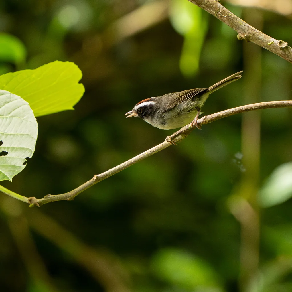 黑颊王森莺(Basileuterus melanogenys)