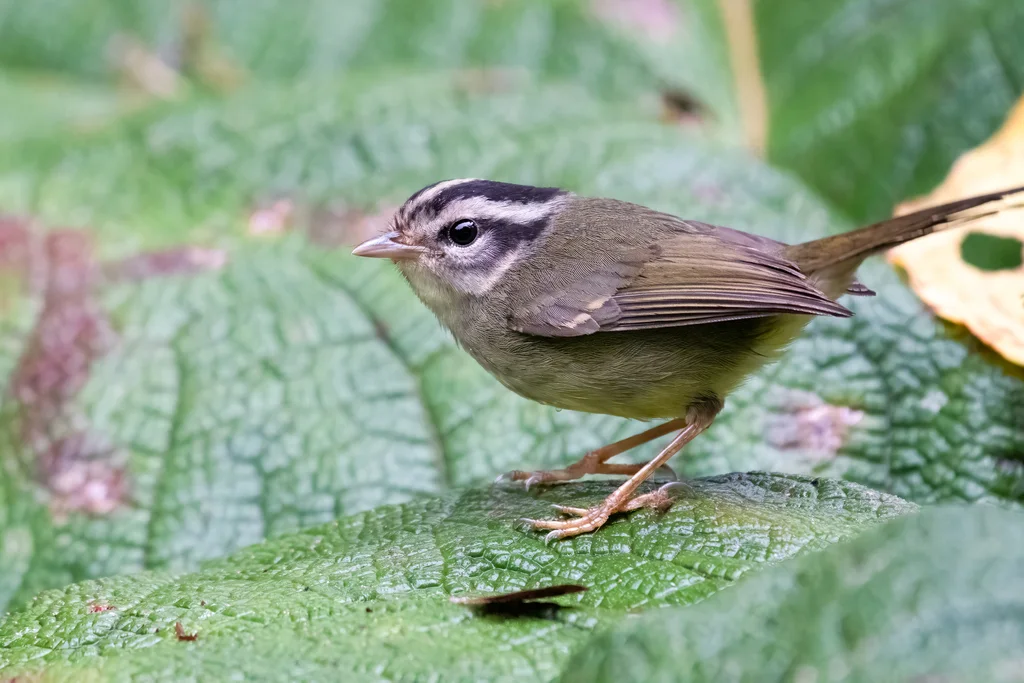黑耳王森莺（Basileuterus melanotis）