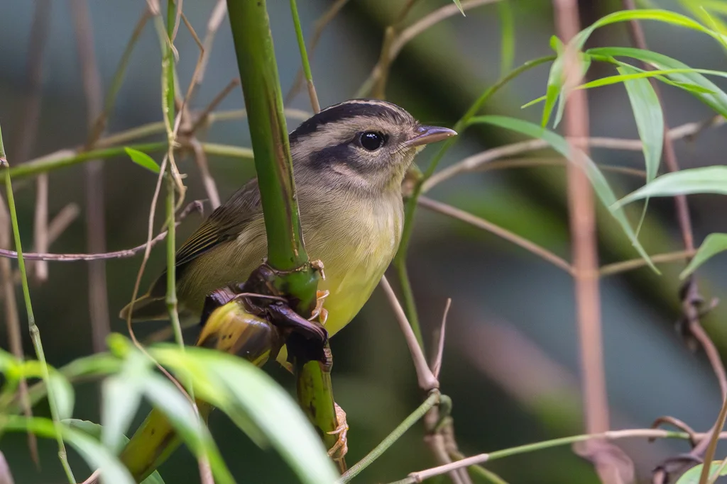 黑耳王森莺（Basileuterus melanotis）