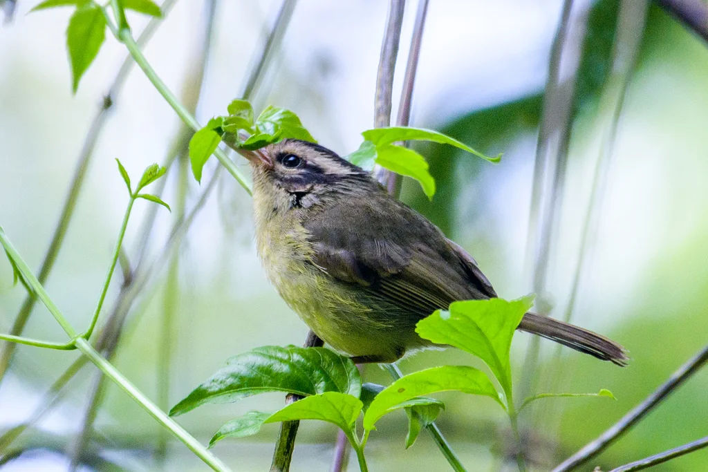 黑耳王森莺（Basileuterus melanotis）