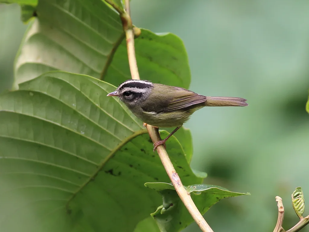 黑耳王森莺（Basileuterus melanotis）